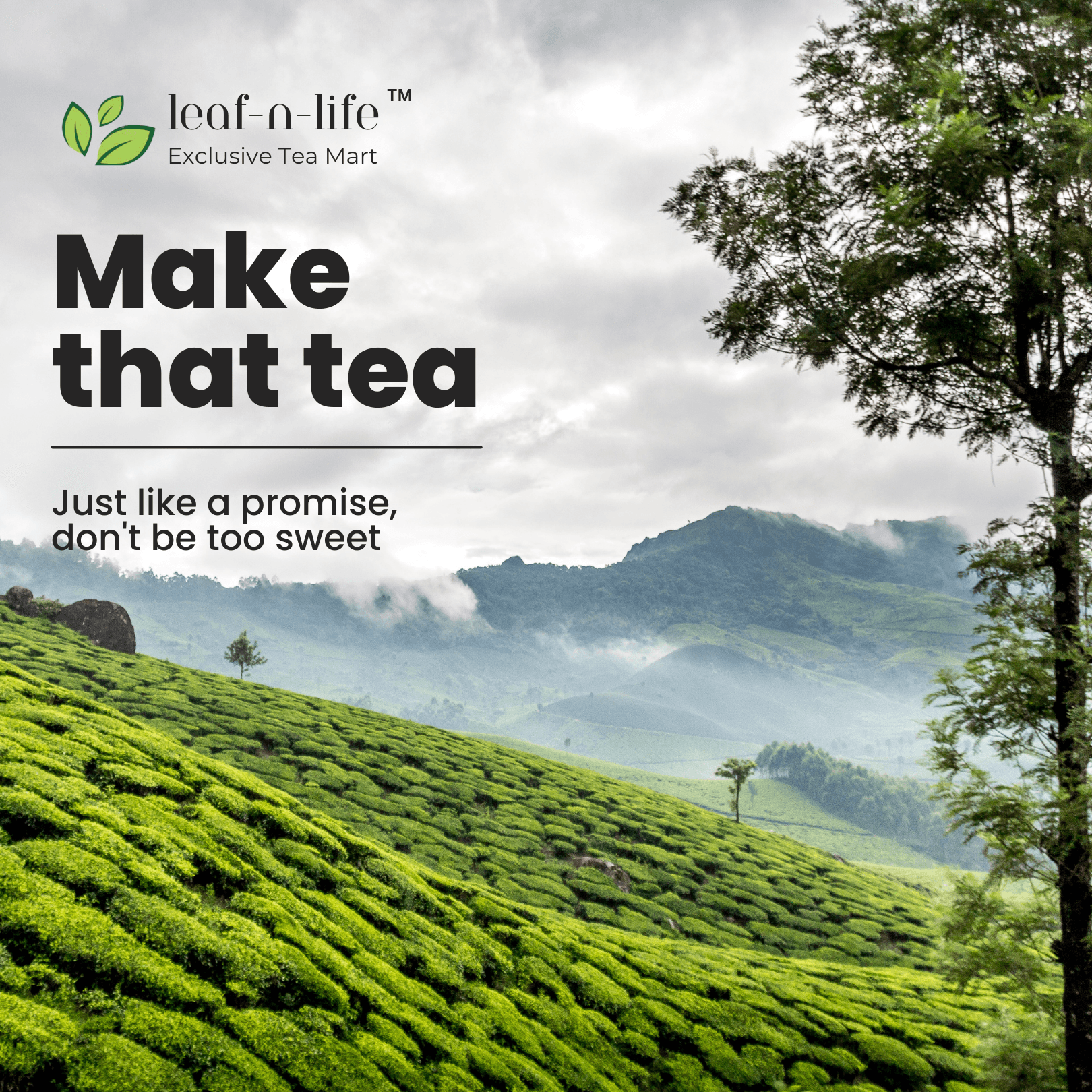 (Super Saver) Chamomile Cardle – Chamomile Green Tea | Sleep & Anxiety Relief (Copy) - leafnlife1