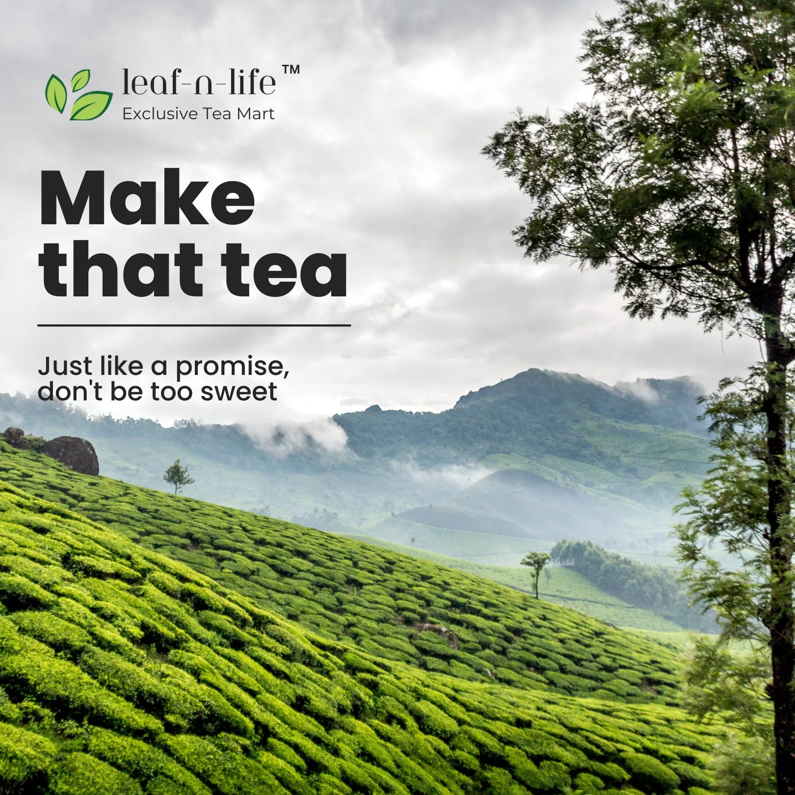 Darjeeling Wiry Wish| Darjeeling Loose Leaf Tea | Muscatel Aroma & Floral Notes | Premium Single Origin Brew | Mild Caffeine | High Elevation Jar